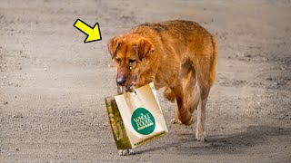 Sad Dog Begs for Food Daily Then They Discover the SHOCKING Reason Why [upl. by Cohin]