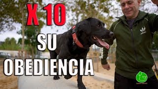 Cómo ADIESTRAR a tu PERRO para que te OBEDEZCA SIEMPRE Técnica de Adiestramiento Canino [upl. by Etteroma]