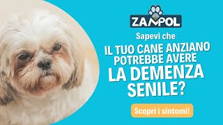 Demenza senile nel cane anziano ecco quali sono i sintomi [upl. by Aniret]