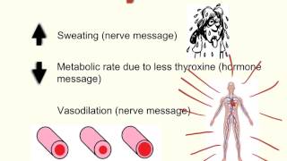 Coordination and Control Part 3 of 3  Negative Feedback and Temperature Control in Humans [upl. by Ahsratan44]