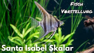 Santa Isabel Skalar  Pterophyllum Scalare quotSanta Isabelquot  Liquid Nature Fisch Vorstellung [upl. by Ribble724]