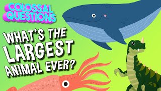 Whats the Largest Animal to Ever Exist  COLOSSAL QUESTIONS [upl. by Nnanaej82]