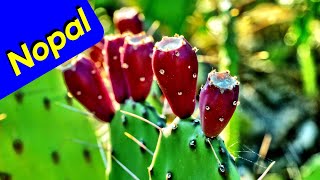 Nopal Cactus Quick Pruning [upl. by Shishko]