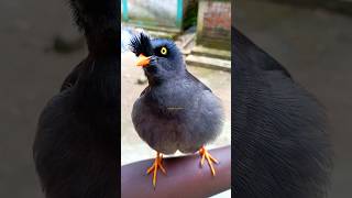 bd bird talk birds shalik [upl. by Hardej]