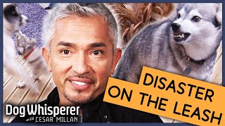 What Makes A Dog Over Protective  Full Episode  S9 Ep4  Dog Whisperer With Cesar Millan [upl. by Vidovik218]