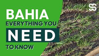 5 Reasons to use bahia grass in Florida [upl. by Nomolas608]