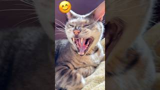 Tiger…tiger dont scare me 😱😨😬 cute cat [upl. by Neliak]