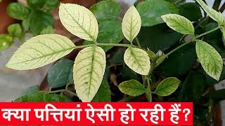 क्या गुलाब की पत्तियां पीली हो रही हैं  Chlorosis  Rose Leaves Turning Yellow  Iron Deficiency [upl. by Orbadiah504]