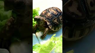 Hungry little Tortoise reptile tortoise animal pets cute turtle cookiemonster yummy [upl. by Nader]