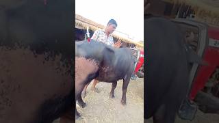 Vitamin Injection in Buffalo Bull vet vitamininjections shorts [upl. by Madelene523]