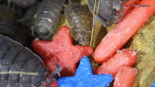 Isopods Eat Patriotic Sprinkles [upl. by Hallam]