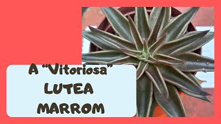 A quotVITORIOSAquot LUTEA MARROM [upl. by Pleione]