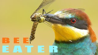 European beeeater bird and dragonfly [upl. by Ayote104]