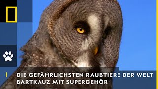 DIE GEFÄHRLICHSTEN RAUBTIERE DER WELT  Bartkauz mit Supergehör  National Geographic [upl. by Adirf]