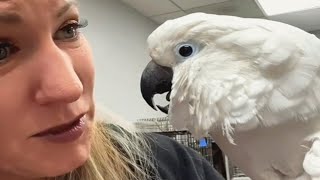 A sick cockatoo lost his human Heres how the vet responded [upl. by Namruht]