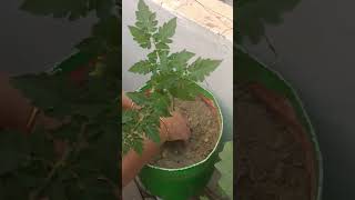 watch plantation garden viralvideo you [upl. by Christa]