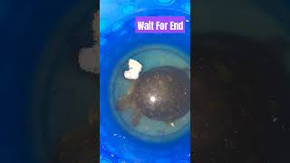 Tortoise Eating Biscuit 😬😬 subscribe shortvideo tortoise viralvideo shorts short [upl. by Jegar13]