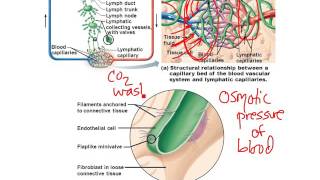 Chapter 20 Lymphatic System [upl. by Ymmac]