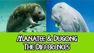 Manatee amp Dugong  The Differences [upl. by Winnah406]