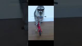 i found best raccoon moments funny memes [upl. by Ellenet]