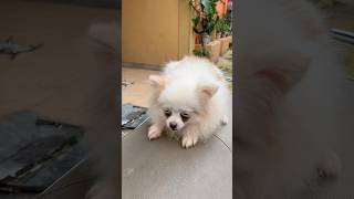 What are you doing there goodboi puppy cute goodpup dogbreed ilovepomeranian [upl. by Goldia]