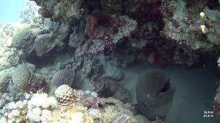 MARSA ALAM EGYPT DIVING JUNE 2024 [upl. by Cannon]