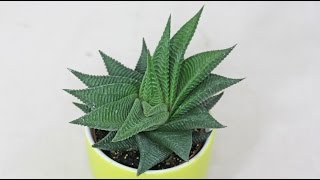 Haworthia limifolia [upl. by Sacks]