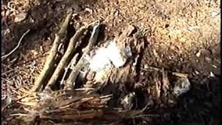 Bushcraft Natural tinder trick [upl. by Ahsiekit]