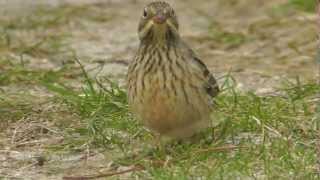 Ortolan Bunting [upl. by Minetta]