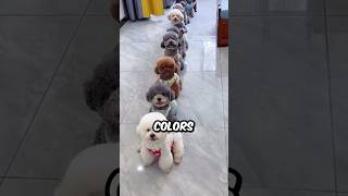 What Are the Different Colors of The Bichon Frise bichonlover shorts bichonfrise dog pets [upl. by Rolecnahc]