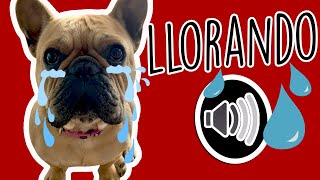 Sonido🔊de perro TRISTE Llorando 💦 [upl. by Bram738]