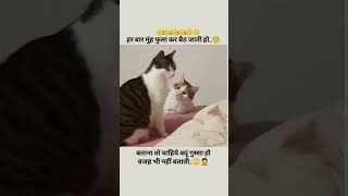 cute kitti videofunny video🫢🫢🫢😐😐 [upl. by Brine]