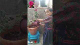 rose rose Roja poovasong roselover shortsviral ytshorts [upl. by Nauwtna]