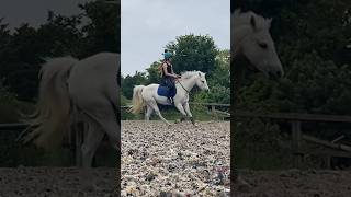 Bitless VS Bridleless Dressage 😍💙 shorts love pony [upl. by Henebry449]