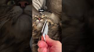 cat food accessories treat grooming litter gravy medicine expenses funny video short [upl. by Led]