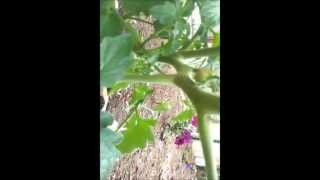 Azomite Difference for Tomato Plant Growth [upl. by Kina]