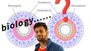 diploblastic and triploblastic [upl. by Denison]
