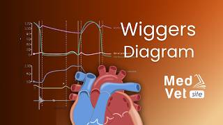 Cardiac cycle  Wiggers Diagram Animation [upl. by Ayra]