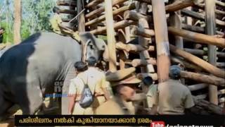 Started to Taming Wild Elephant at Wayanad [upl. by Emrich753]