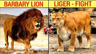 Barbary Lion vs Liger fight in hindi ll बताऔ कौन है ज्यादा शक्तिशाली [upl. by Navi91]