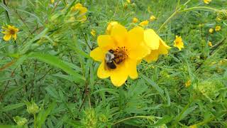 Capital Naturalist Tickseed Sunflower [upl. by Norrad5]