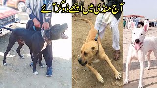 gultair dog mandi kohat episode 125  kohat dog mandi [upl. by Nabla]