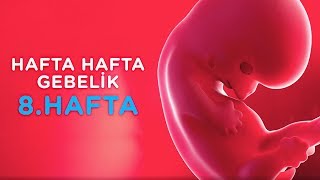 Hamilelikte 8 Hafta  Hafta Hafta Gebelik  İlk Adımlarım [upl. by Imer181]