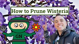 How to prune a wisteria Ultimate beginner winter amp summer wisteria pruning guide [upl. by Jone]