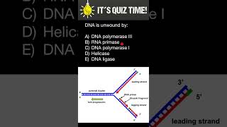 DNA polymerase III Primase DNA polymerase I Helicase Ligase [upl. by Ellis]