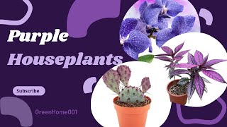 Houseplants with Stunning Purple Foliage [upl. by Noid]