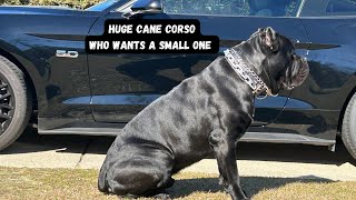 American version of the Cane Corso ❤️🐾😳 [upl. by Rosalynd]