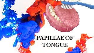 PAPILLAE OF TONGUE  VERY SIMPLE EXPLANATION [upl. by Emiolhs]