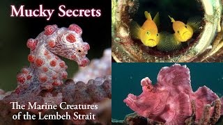 Mucky Secrets full  The Marine Creatures of the Lembeh Strait [upl. by Kisor]