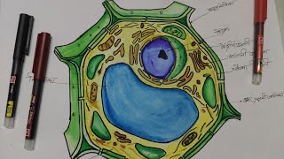 Padap Koshika ka chitra kaise banaye lhow to draw typical plant cell [upl. by Hime]